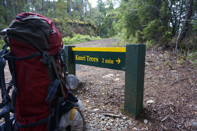 Kauri Trees ahead.