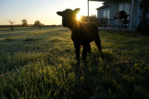 sunrise lamb