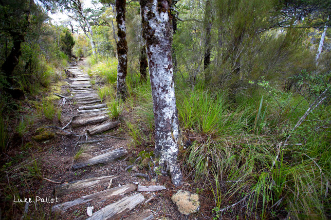 wooden path wooden path