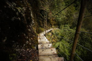 Stairway to rainforest.
