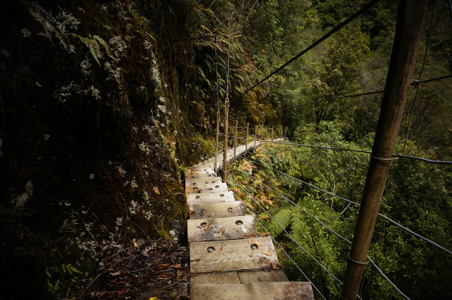 stairs rainforest