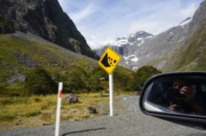 Road to Milford Sound.