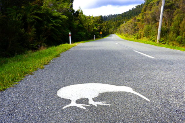 kiwi ahead