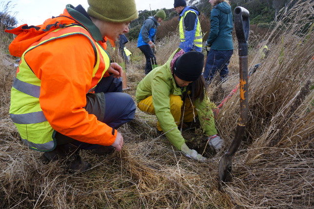 planting trees