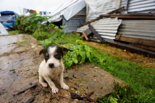 Puppy in the rain