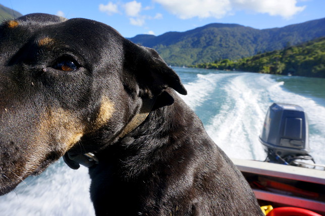 dolphine spotting with dog