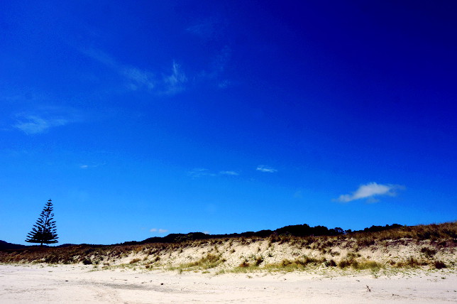 Lonely tree at Medlands Beach.