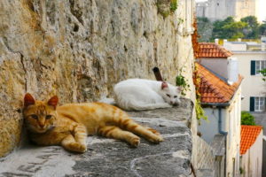 Cats in the oldtown of Dubrovnik.