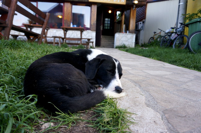 Dog Hikers Den Hostel