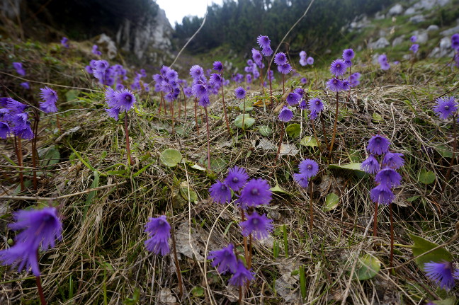 early mountain flowers