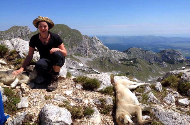 mountain dogs