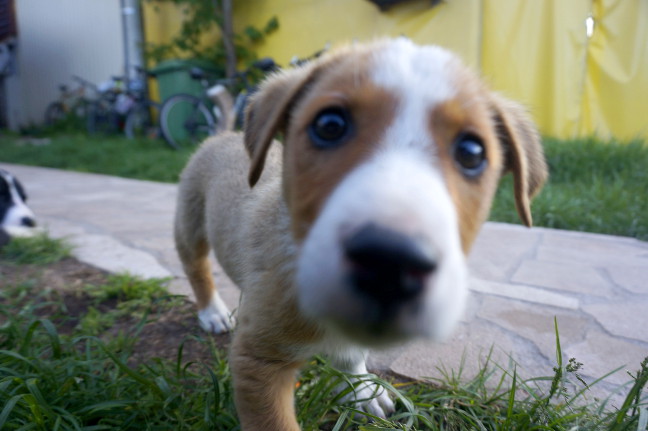 Tiny dog at Hikers Den Hostel.